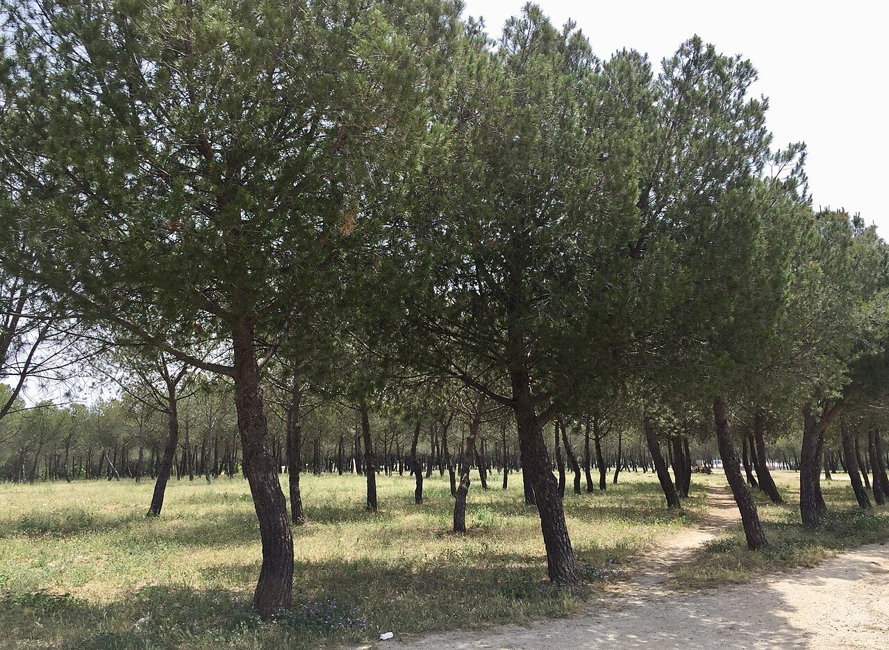 Cross Popular Ciudad de Getafe — Cross-country